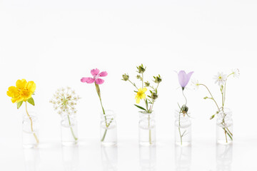 Different healing flowers in small glass bottles on white background
