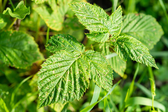 Chlorotic spots of raspberry virus. Symptoms of yellow disease in green raspberry leaves