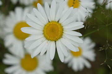 daisy flower