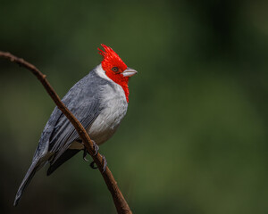 A songbird perched on a tree branch