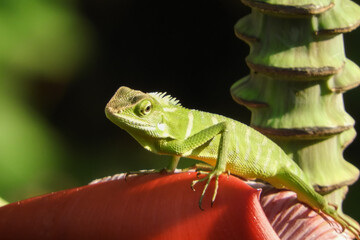 grasshopper on a leaf