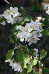 Close up of Crab Apple blossom, Gaspé Peninsular, Quebec Canada
