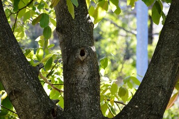 a bird's nest in a tree