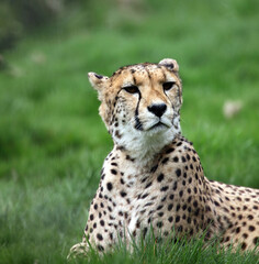 Portrait of a Cheetah, England UK
