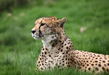 Naklejka na ściany i meble Profile of a Cheetah, England UK 
