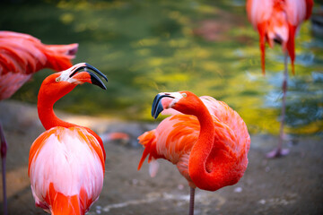 Beautiful flamingos walking in the water with green grasses background. American Flamingo walking in a pond. © Volodymyr