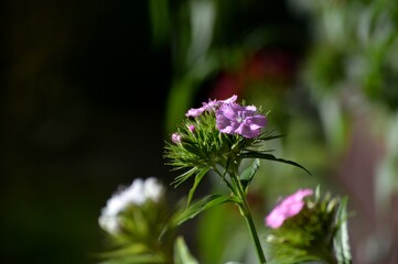 small carnations in the spring