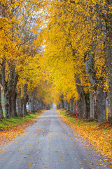 Empty tree avenue with autumn colours on the trees