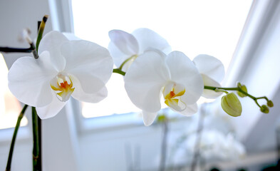 White orchid flowers in pots in a room by the window, diffused daylight. Houseplants. Flowers and plants for the home. Floristry concept.