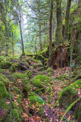 Ravine in a an old growth forest with mossy stones