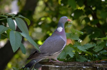 colorful wild pigeon on a branch