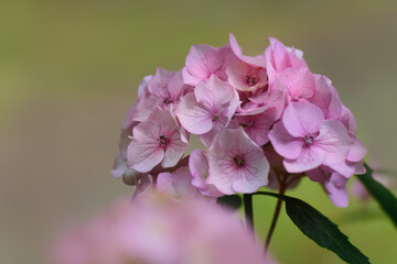 Hortensia rosa Blütendolde soft Fokus