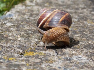 a large slug on the concrete