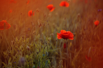 Blooming poppy field in warm evening light. Close up of red poppy flower. Selective focus