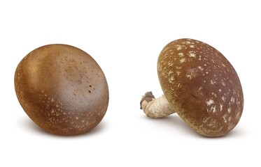 しいたけ 椎茸 イラスト リアル セット