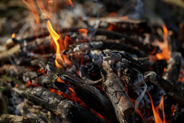 Close up of burning timber bonfire in summer forest..The concept of adventure, travel, tourism, camping, survival and evacuation.