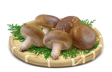 しいたけ 椎茸 イラスト リアル セット