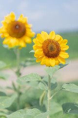 Fototapeta premium 向日葵