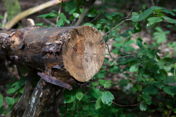 Chopped tree laying on the ground in forest