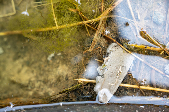 Selective focus on a section of a water scorpion insect just below the water surface. 
