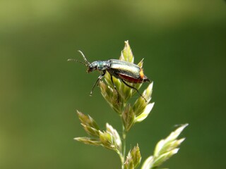 a small bug on a blade of grass