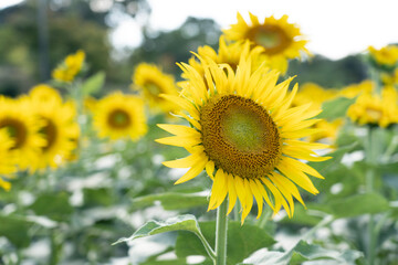 Obraz premium ひまわり