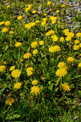 Close-up view of beautiful blooming dandelions, selective focus