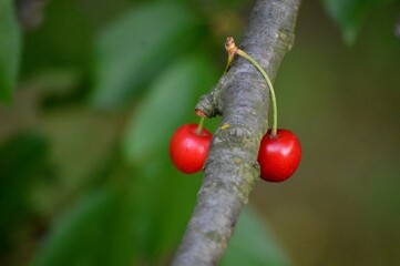 two red ripe cherries fell on a branch