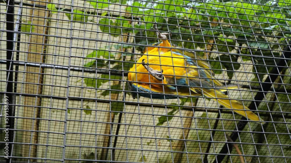 Wall mural A beautiful blue and yellow Ara parrot in a cage. A bird in captivity.