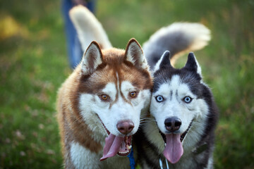 Crazy, funny funny faces of husky dogs. Close-up portrait.