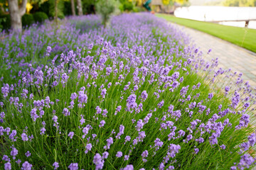 lavender blooming in the park. city flower beds.