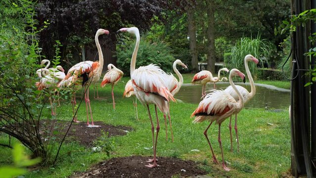 Pink flamingos stroll by the water in the reserve. 