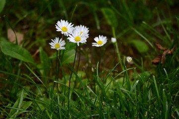 a bouquet of white flowers in the grass