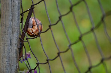 a snail on a wire fence
