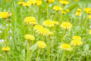 Close-up view of beautiful blooming dandelions, selective focus