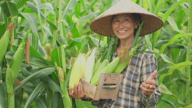 Senior woman farmers harvesting corn during the agricultural season, increasing income.