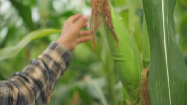 Cloes up handsenior asian woman farmer with digital tablet in corn field.