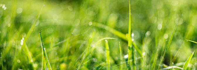 grass with dew drops in the morning - soft fokus and nice bokeh