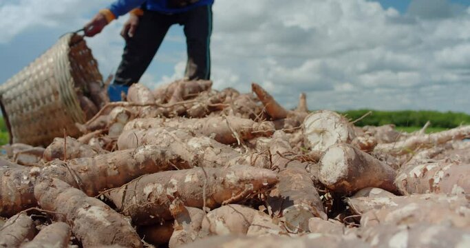 Slow motion scene of Asian farmers and employees harvesting cassava roots in a rural area, throw cassava roots in the back of a truck.