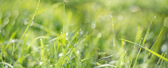 grass with dew drops in the morning - soft fokus and nice bokeh