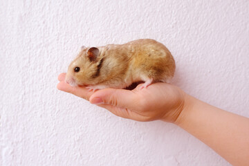 close up portrait of beautiful well-fed brown domestic cute hamster with stuffed cheek pouches, female hands gently hold a fluffy pet, pet health and appetite concept, care and feeding