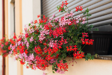 Fototapeta na wymiar Ivy geranium decorative flower (Pelargonium peltatum) growing at the window of a house.