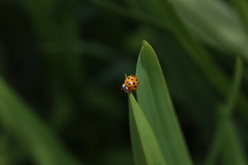 Ladybug on green leaf in a sunny day