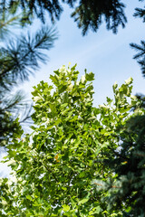 Bright green leaves of  Tulip tree (Liriodendron tulipifera) called Tuliptree, American or Tulip Poplar against a blue summer sky. Selective focus. There is space for text.