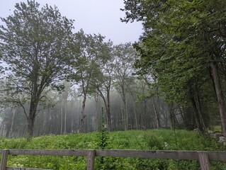 Fototapeta na wymiar Foggy trees