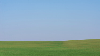 Fototapeta premium Green field with blue sky as background.