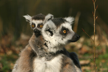 Portrait of a young Ring-tailed Lemur riding along on its mothers back
