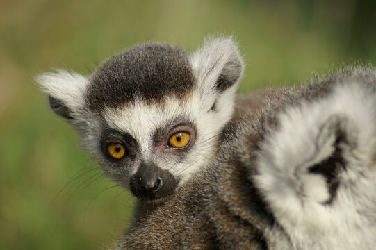 Portrait of a young Ring-tailed Lemur riding along on its mothers back © RMMPPhotography