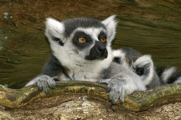 Portrait of a Ring-tailed Lemur relaxing in a tree
