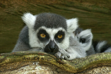 Portrait of a Ring-tailed Lemur relaxing in a tree
